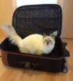 /album/fotogaleria-daisy-modry-smaragd-sk-mam-from-litter-a/daisy-cestovatelka-jpg1/